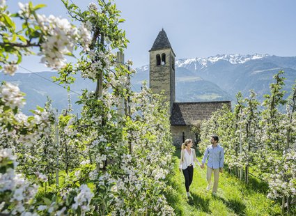 Apple blossom week