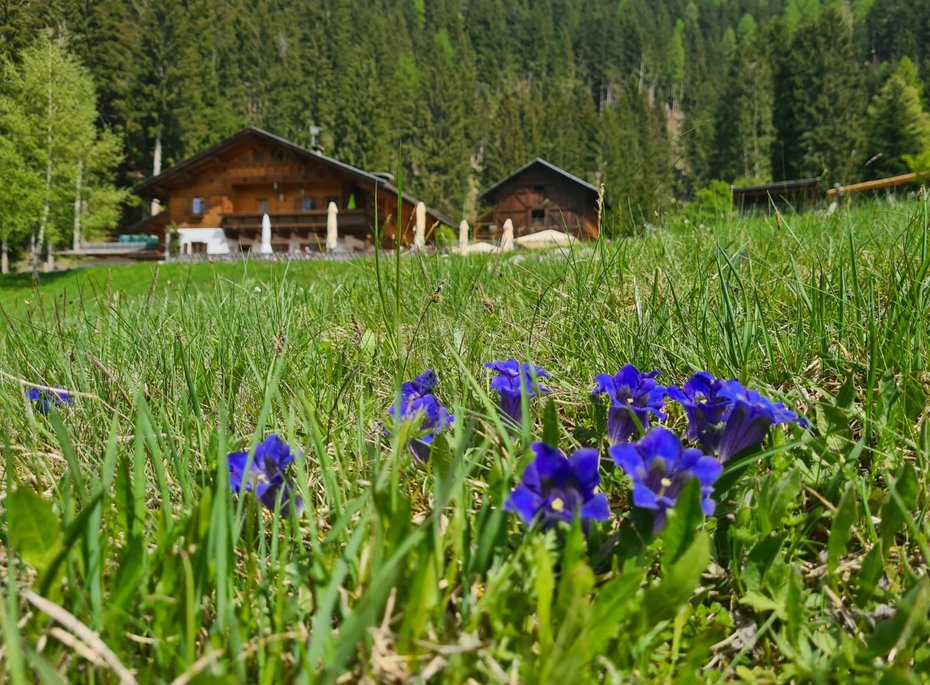 Blumen vor einem Holzhaus.