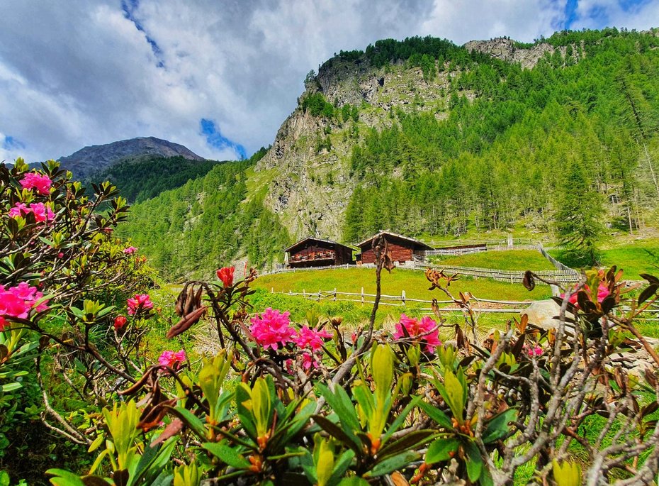 Pinke Blumen vor einer Holzhütte.