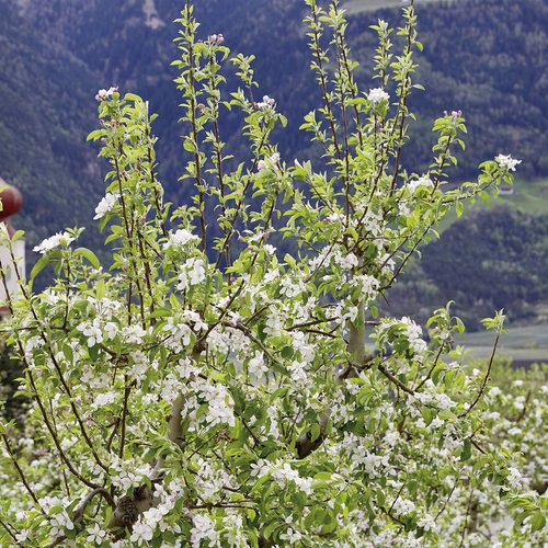 Luxuriöses 5-Sterne-Wellnesshotel Südtirol, Naturns