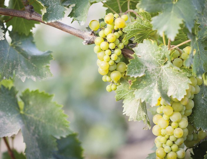 Weinurlaub Südtirol Naturns im Vinum Hotel bei Meran