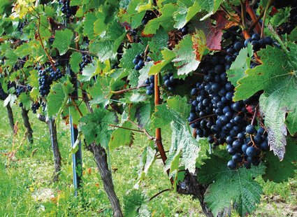 Weinurlaub Südtirol Naturns im Vinum Hotel bei Meran