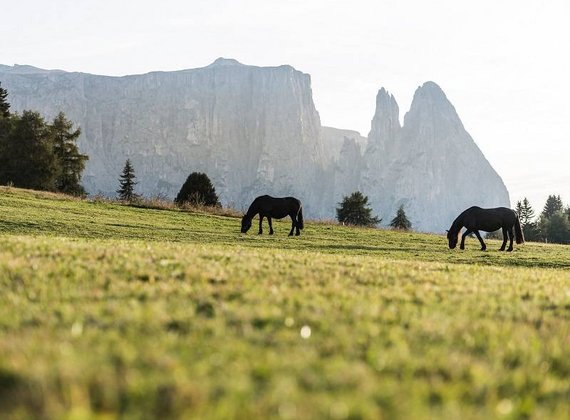 Natural wellness hotel, Italy: South Tyrol and Merano